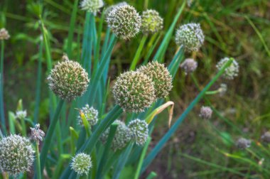Olsztynek, Polonya - 18 Temmuz 2021 - Bir çiftlikte büyüyen ayı sarımsağı manzarası