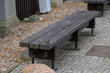 Malbork, Polonya - 19 Temmuz 2021 - bir bankta oturan serçe kuşu ve kaldırım taşları