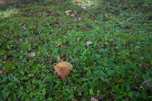 Olsztyn Polen August 2021 Ein Pilz Wächst Einem Park Mitten — Stockfoto