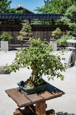 Karpacz, Polonya 'daki Japon Bahçesi. 01 Temmuz 2025. Japon tarzı bir bahçe..