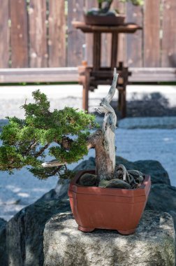 Karpacz, Polonya 'daki Japon Bahçesi. 01 Temmuz 2025. Japon tarzı bir bahçe..