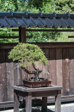 Karpacz, Polonya 'daki Japon Bahçesi. 01 Temmuz 2025. Japon tarzı bir bahçe..