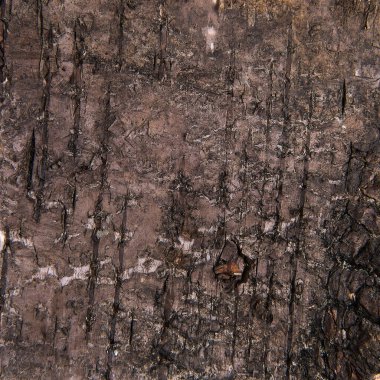 Soyut dokusu için arkaplan kabuğunun yakın görünümü