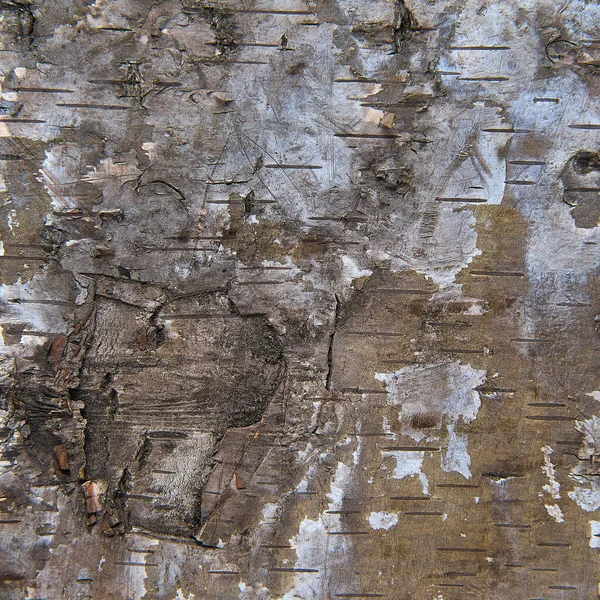 Dokładny Widok Kory Drzewa Tle Jego Abstrakcyjnej Tekstury — Zdjęcie stockowe