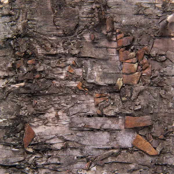 Близький Вид Кору Дерева Фону Його Абстрактної Текстури — стокове фото