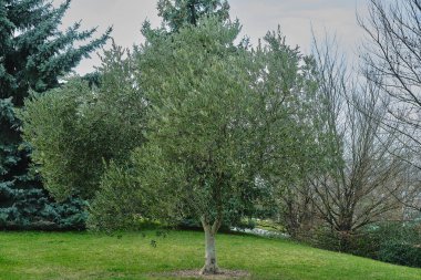 Pamplona 'nın Mendillorri mahallesindeki genç zeytin ağacı
