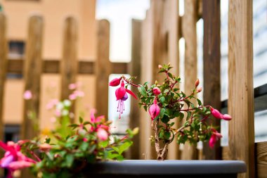Balkondaki bir çiçeğin seçici odağı, Hardy fuchsia, Fuchsia magellanica.