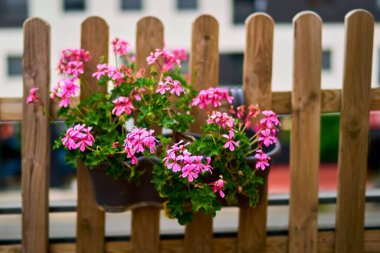 Balkondaki bir çiçeğin seçici odağı, Ivy sardunya pelargonium peltatum.