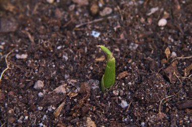Toprakta yeni filizlenmiş küçük bir kızılcık tohumu..