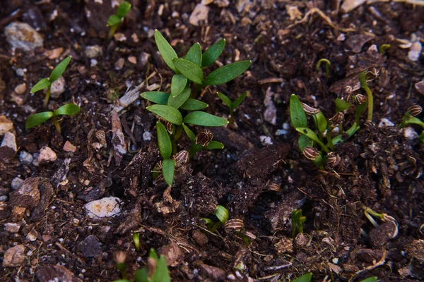 Pequenos rebentos de salsa gigante germinando no solo. — Fotografia de Stock