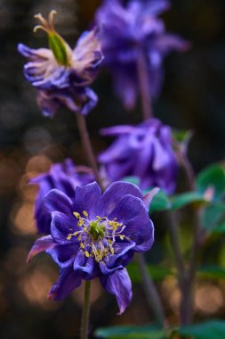 Aquilegia vulgaris, yaygın kolumba çiçeği, ilkbaharın başlarında