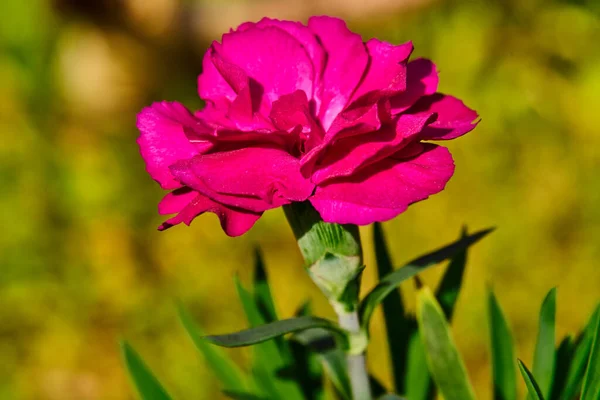 Clavel rosa o flor de clavel, Dianthus caryophyllus, a principios de primavera —  Fotos de Stock