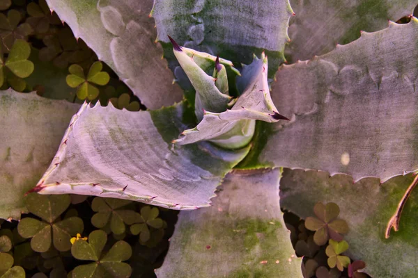Nära fokus för en pitakaktus, agave. — Stockfoto