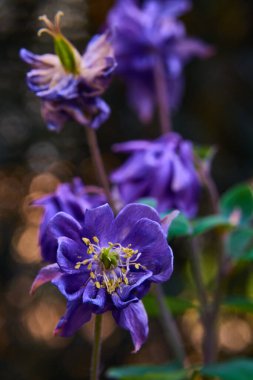 Aquilegia vulgaris, yaygın kolumba çiçeği, ilkbaharın başlarında