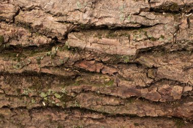 Taze pişmiş ekmek.