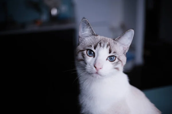 Λευκή Νεαρή Γάτα Κοιτάζει Στην Κάμερα Μπλε Μάτια Διαίρεση Κενού — Φωτογραφία Αρχείου