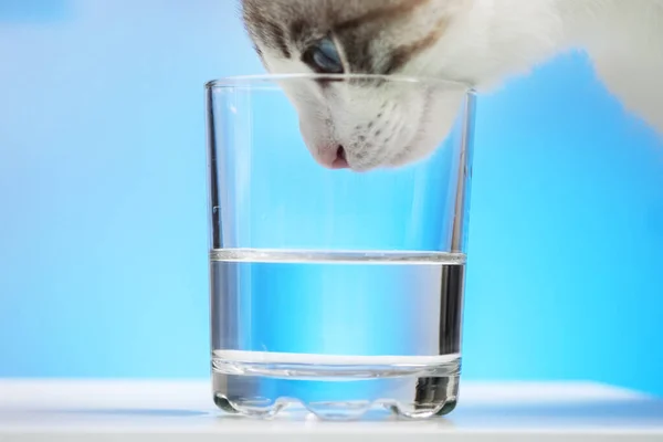 Gato Branco Olha Para Água Copo Fundo Azul Close — Fotografia de Stock