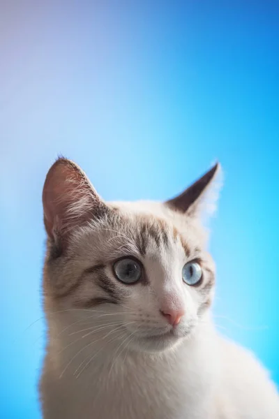 Λευκή Γάτα Μπλε Μάτια Μπλε Φόντο Κοιτάζει Στο Πλάι Κάθετη — Φωτογραφία Αρχείου
