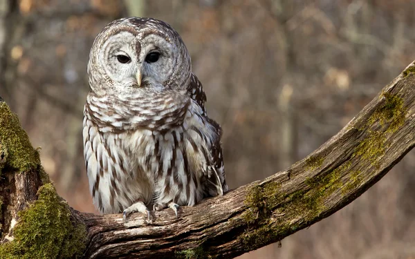 Barred Owl — Stock Photo, Image