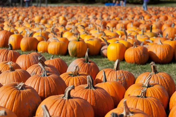 Calabazas en la granja —  Fotos de Stock