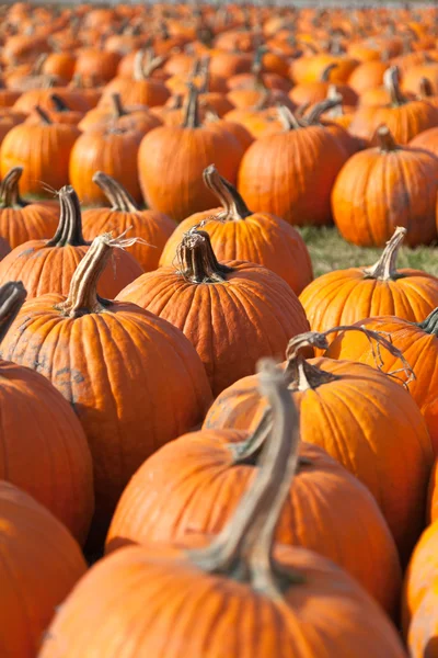 Pumpkins waiting to be carved