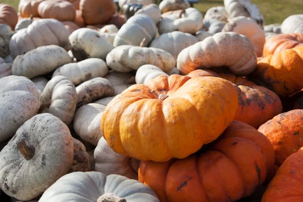 Cucurbitaceae kulturer i gården vagn — Stockfoto