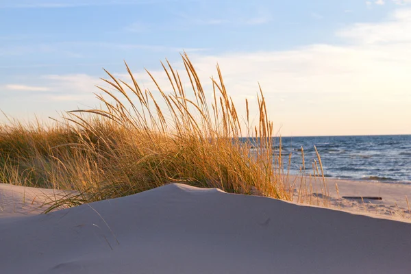 sonbahar dune çim - michigan Gölü