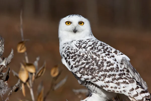 Fjälluggla Stare — Stockfoto