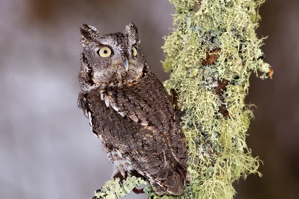 Wschodniej Screech Owl okonie na porostu pokryte oddział — Zdjęcie stockowe