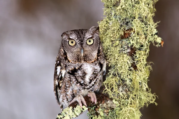 Doğu screech baykuş — Stok fotoğraf