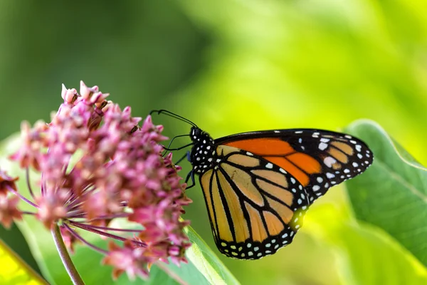 Monarchfalter auf Milchkraut-Blume lizenzfreie Stockbilder