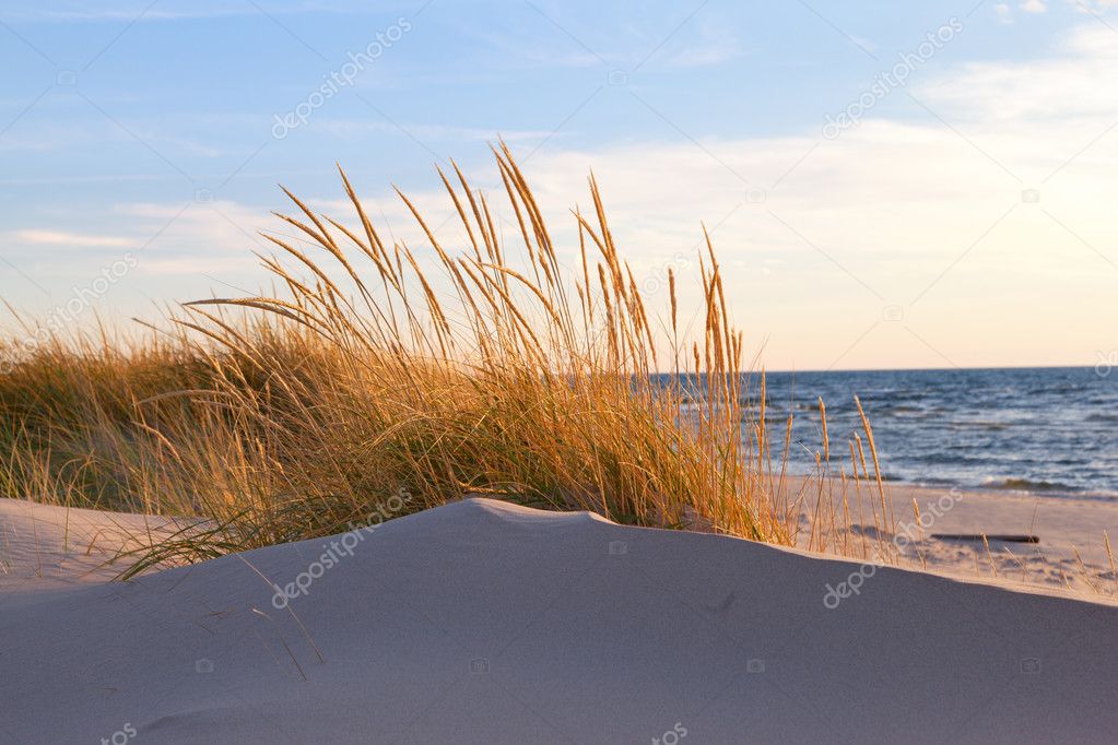 Autumn Dune Grass - Lake Michigan