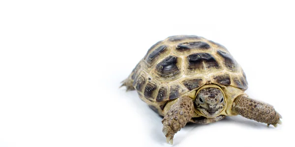 Central Asian tortoise — Stock Photo, Image