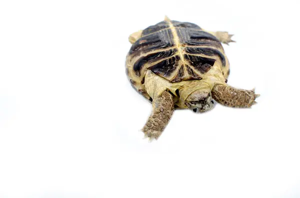 Central Asian tortoise — Stock Photo, Image