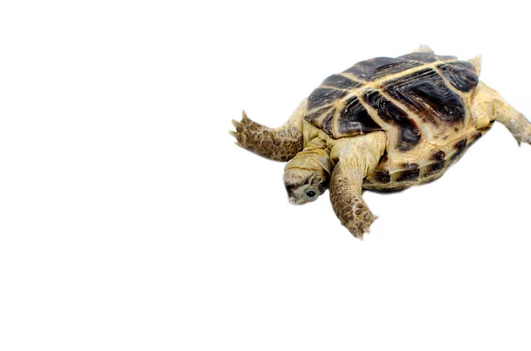 Central Asian tortoise — Stock Photo, Image