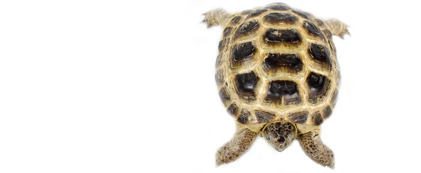 Central Asian tortoise — Stock Photo, Image