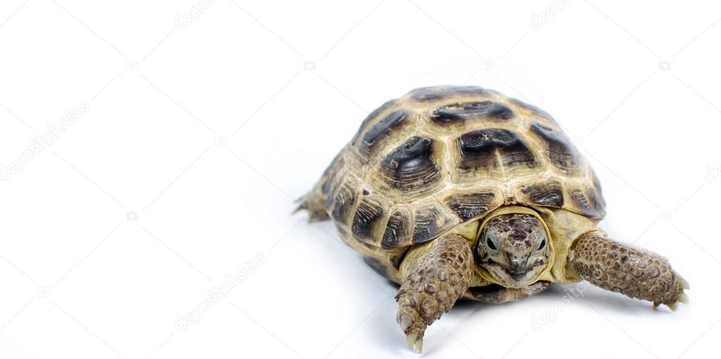 Central Asian tortoise