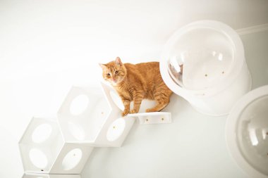 Kırmızı kedi ve mobilya