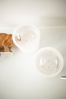 Kırmızı kedi evde.