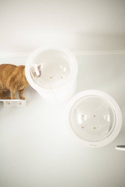 Kırmızı kedi evde.