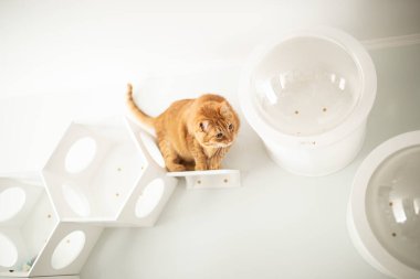 Kırmızı kedi evde.