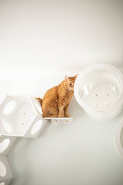 Kırmızı kedi evde.