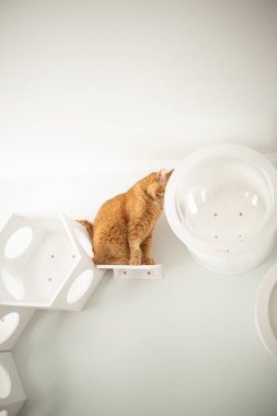 Kırmızı kedi evde.