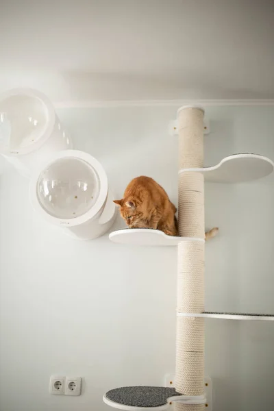 Kırmızı Kedi Mobilya — Stok fotoğraf