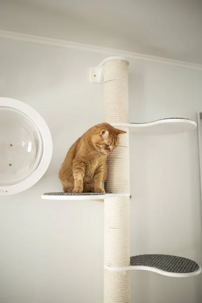 Rote Katze Und Möbel — Stockfoto