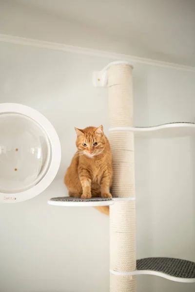 Czerwony Kot Meble — Zdjęcie stockowe