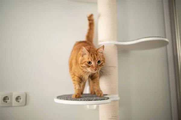 Rote Katze Hause — Stockfoto
