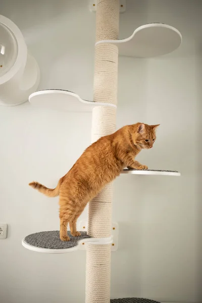 Möbel Für Hauskatzen — Stockfoto