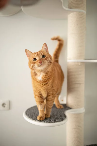 Meble Dla Kotów Domowych — Zdjęcie stockowe