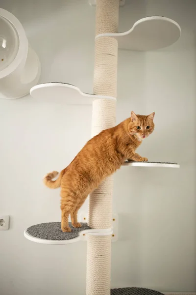 Möbel Für Hauskatzen — Stockfoto